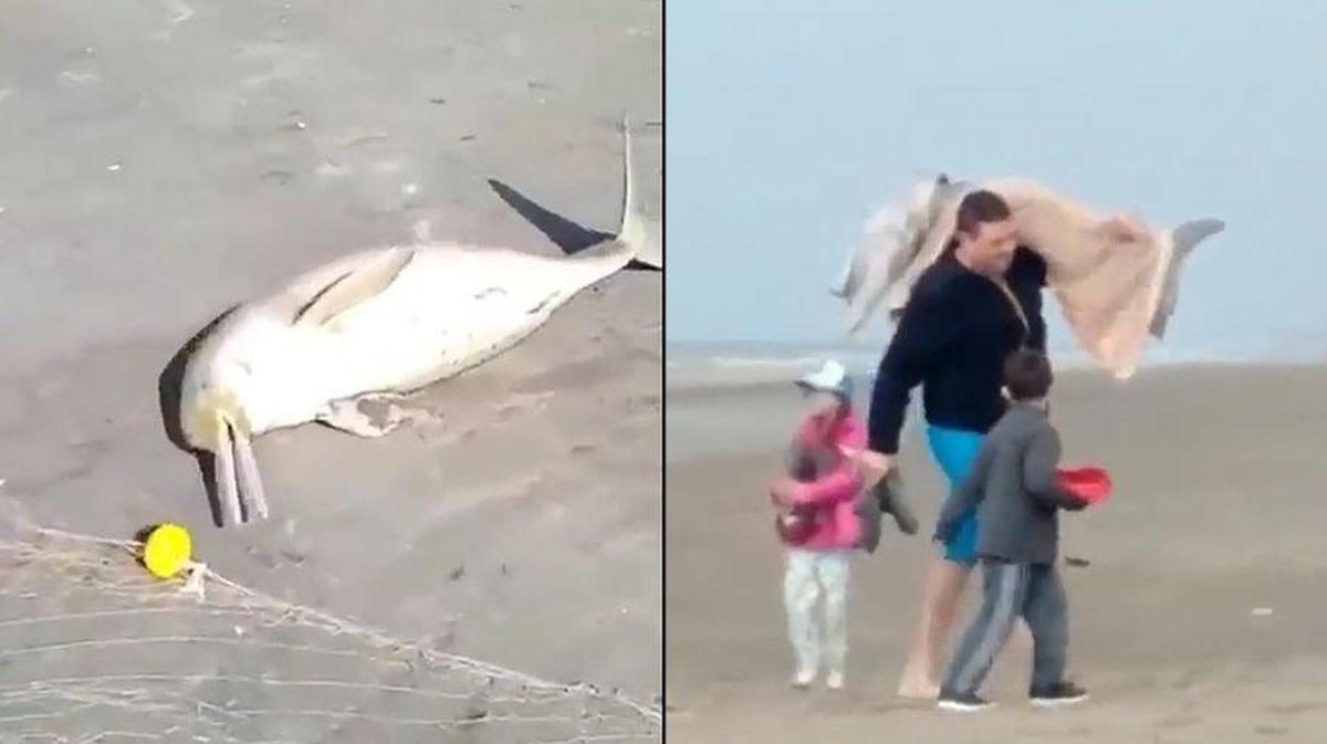 Costa bonaerense: Pescó un delfín y se lo llevó en una manta