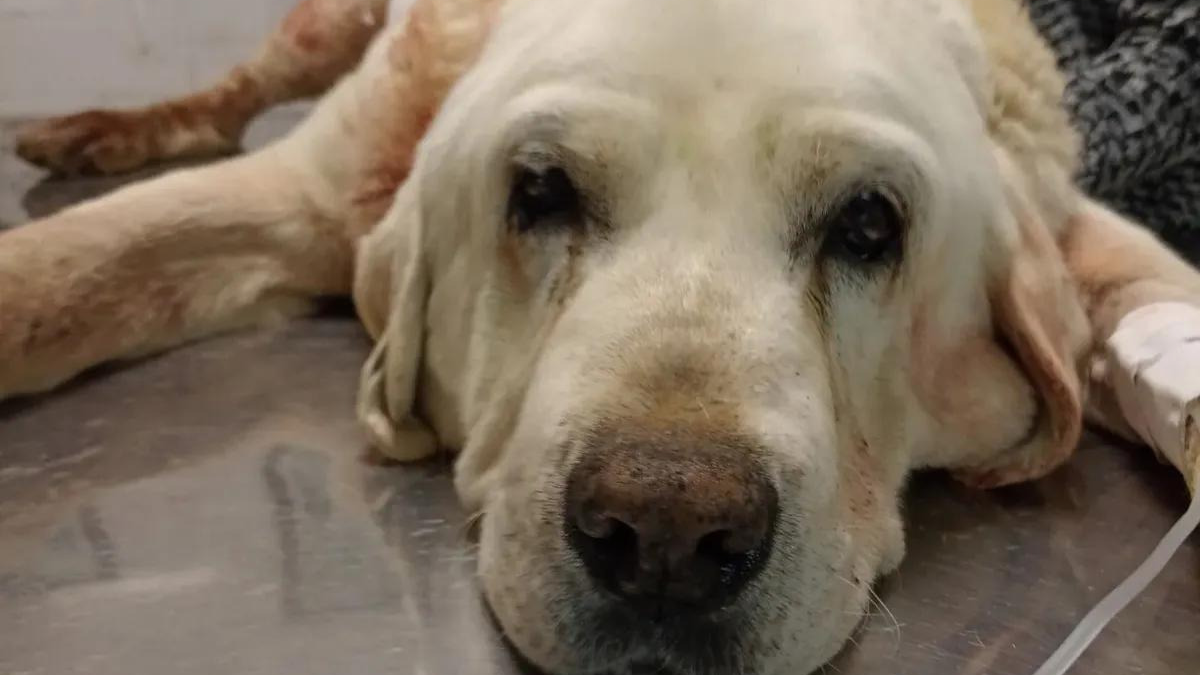 Virrey del Pino: perro salvó a su dueña de un ataque de otro