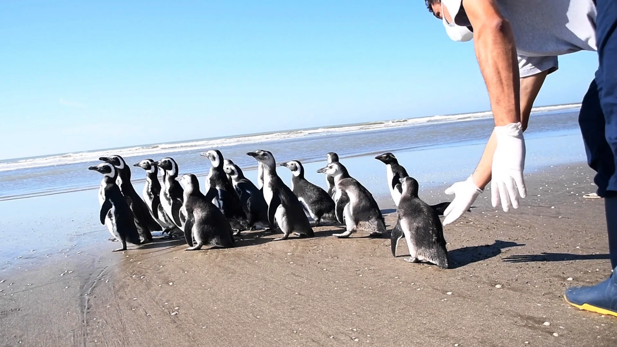 Costa bonaerense: Liberaron 18 pingüinos rescatados