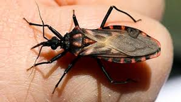 altText(Científicos de la UNLaM descubrieron un posible tratamiento inédito para el mal de Chagas)}