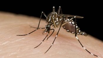 Epidemia de dengue: reportaron 36 mil nuevos casos y 36 fallecidos en la última semana