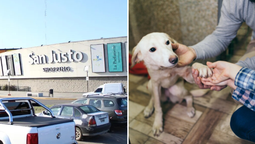 altText(San Justo Shopping realizará una colecta solidaria para un refugio canino)}