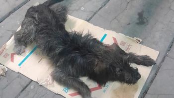 La conmovedora recuperación de un perro abandonado en una estación del Tren Urquiza