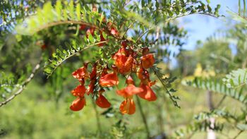 La Reserva Natural Los Robles de Moreno celebrará la Primavera con varias actividades 