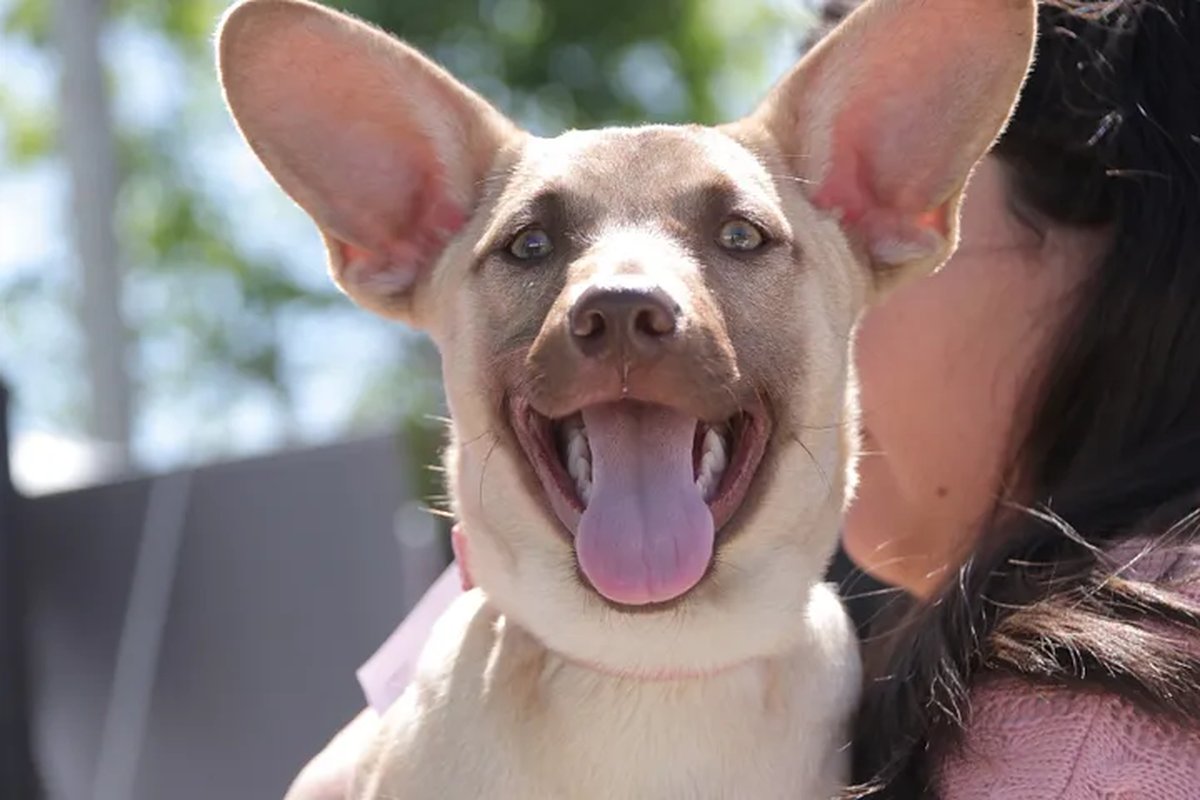 Morón: adoptaron más de 90 perros gracias al CEMSA
