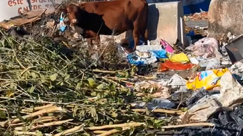 Radiografía de un problema sin fin en González Catán: inacción y vacas comiendo basura