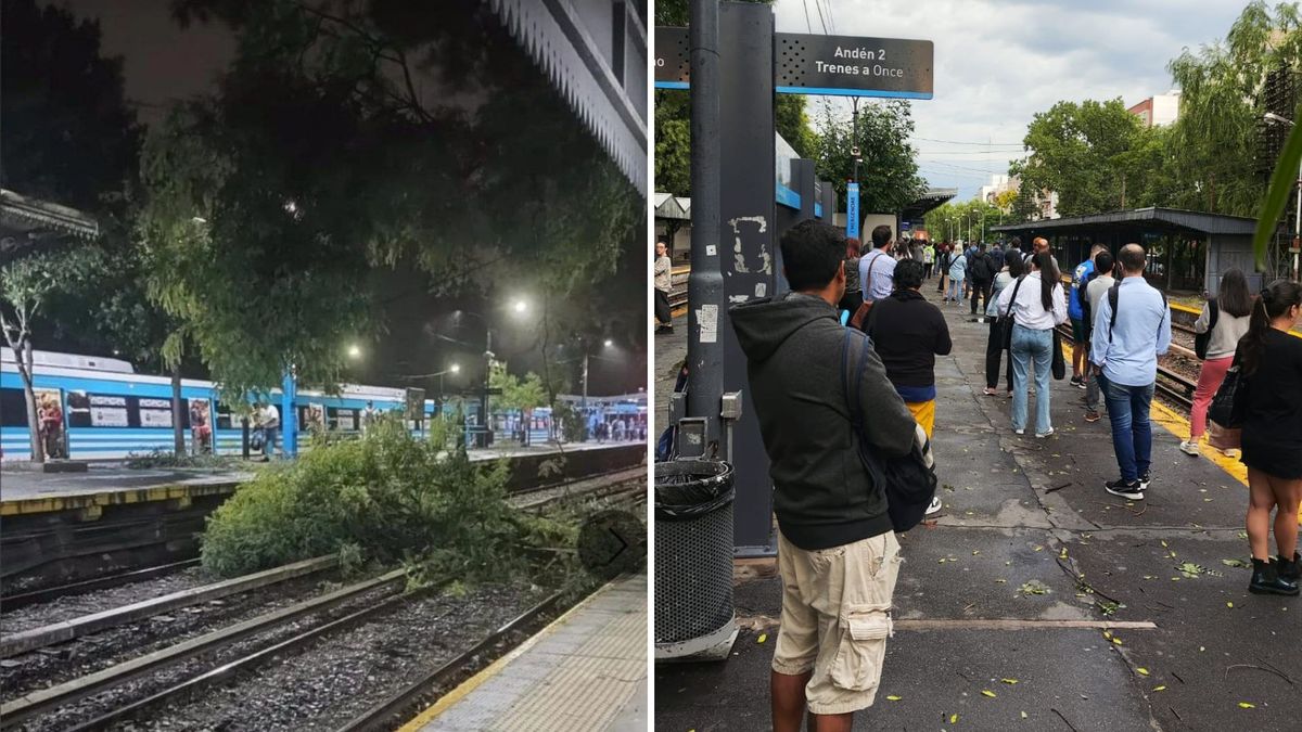 Un árbol cayó sobre las vías del Tren Sarmiento en Haedo y funciona con  demoras