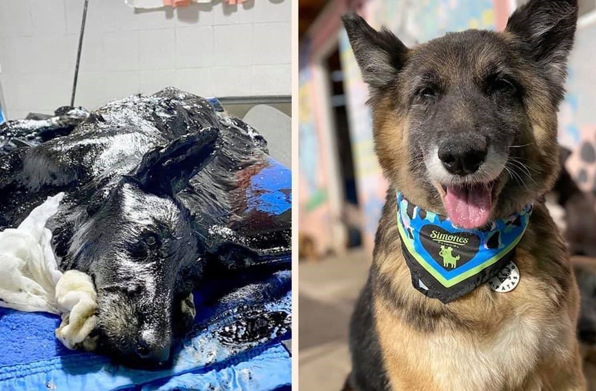 A un año del rescate de Aloe, la perra de Merlo que apareció hundida en brea y conmovió al país
